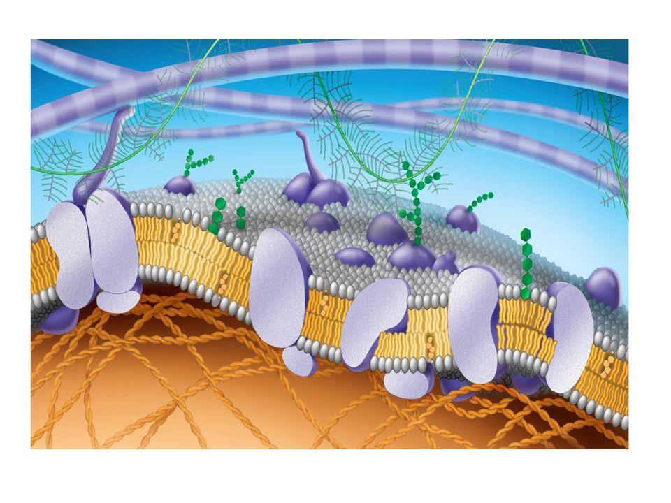 Unlabeled Cell Membrane & ECM