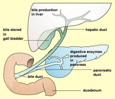 Digestion: Helper Organ (Accessory Organ) Provides chemicals to aid