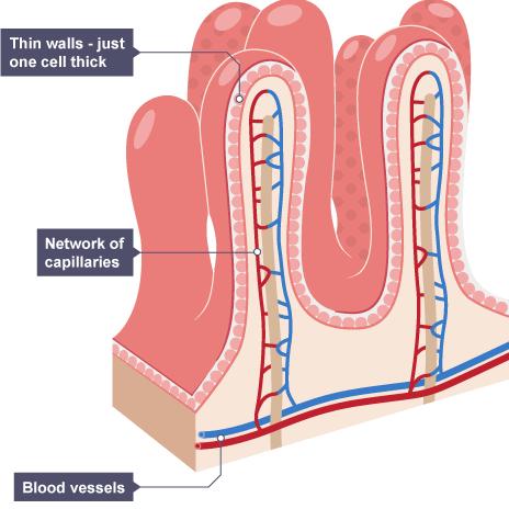 Villi are tiny finger like structures that line the small intestine and absorb nutrient molecules.