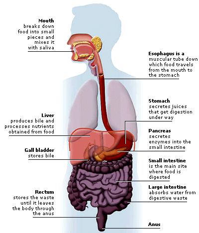 THE DIGESTIVE SYSTEM There are three primary functions for the digestive system 1.
