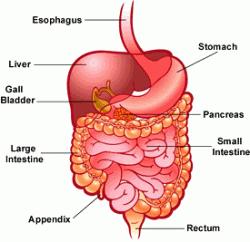 FINAL DIGESTION AND ABSORPTION After the liquid leaves the stomach it enters the small intestine where most chemical digestion takes place.