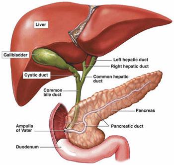 THE LIVER The liver breaks down medicines, eliminates nitrogen from the body and produces