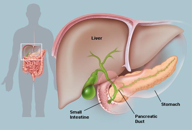 THE PANCREAS The pancreas produces enzymes that flow into the small intestine and help break down starches, proteins and fats.