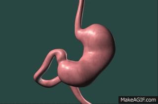 C-shaped pouch that receives the food bolus from the esophagus. Acts like a churn mixes food with acid and pepsin.