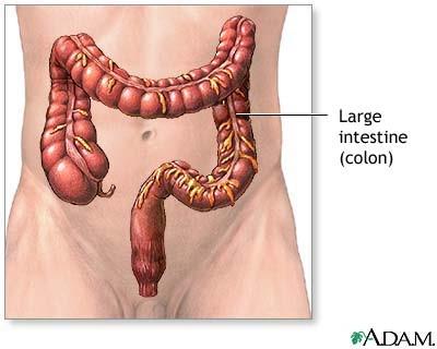 intestine into the large intestine.