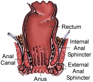 Rectum: where feces are temporarily stored before being expelled