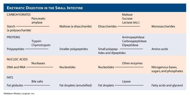 Small Intestine is Site
