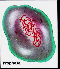 4 Phases of Mitosis Prophase