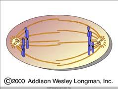 reforms Chromosomes uncoil Spindle fibers