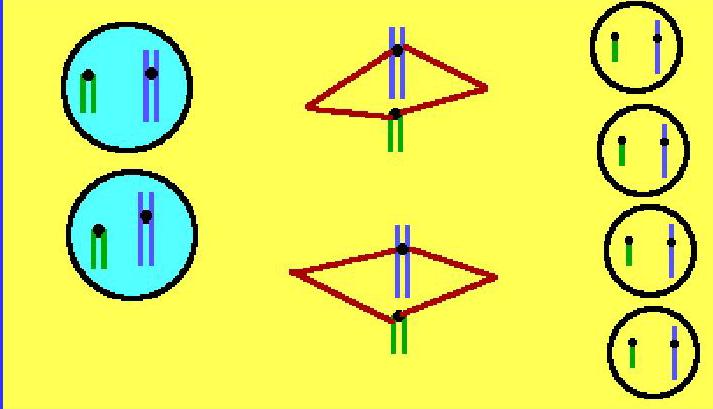 The second division, Meiosis II, splits the