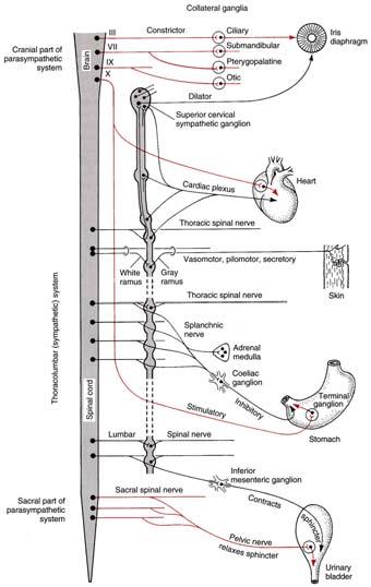Sensory (Afferent) Nervous System The sensory nervous system conveys impulses to the CNS from sensory receptors.