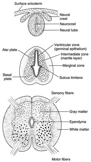 Reasons for an anterior accumulation (brain) = sensory integration at the head end In vertebrates we see an anterior accumulation of nerve cell bodies into ganglia and an accumulation of ganglia to