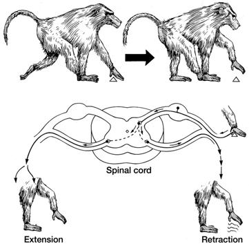 There are dorsal and ventral extensions of the grey matter - the dorsal and ventral horns.