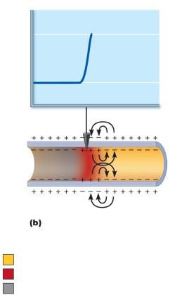 Membrane potential (mv) Membrane potential (mv) Membrane potential (mv) Figure 11.12a Propagation of an action potential (AP).