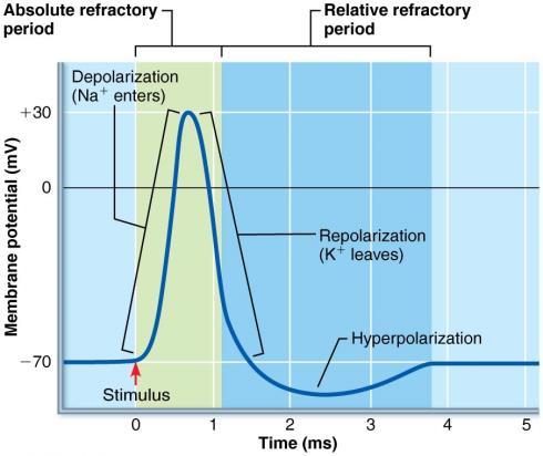 Absolute and Relative Refractory Periods a period when a neuron is unable to respond to a new stimulus or is less responsive to stimulus Absolute refractory period Time from opening of Na + channels