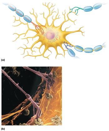 Synapses Synapse Classification Axodendritic between axon terminals of one neuron and dendrites of others Axosomatic between axon terminals of one neuron and soma of others Less common types: