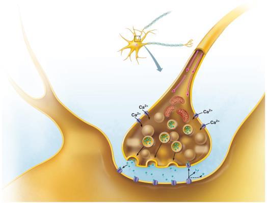 Varieties of Synapses: Electrical Synapses Less common than chemical synapses Neurons electrically coupled (joined by gap junctions that connect cytoplasm of adjacent neurons) Communication very