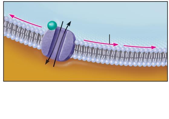 Figure 11.17 Chemical synapses transmit signals from one neuron to another using neurotransmitters.