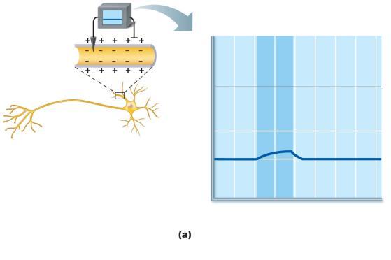 Membrane potential (voltage, mv) Membrane potential (voltage, mv) Figure 11.9a Depolarization and hyperpolarization of the membrane.