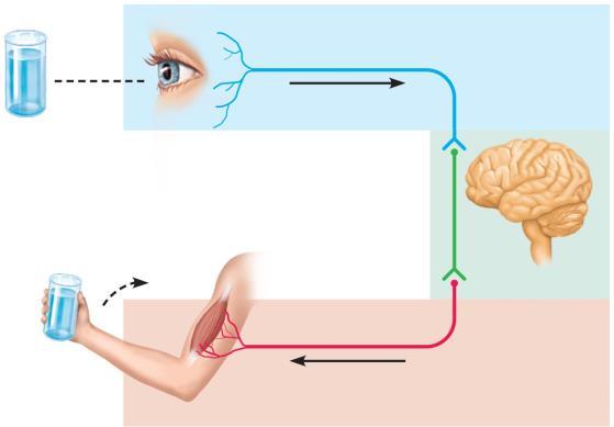 Figure 11.1 The nervous system s functions. Sensory input Integration Motor output Anatomic Divisions of the Nervous System 100 Billion Neurons 100 Million Neurons CNS: Integration and control center.