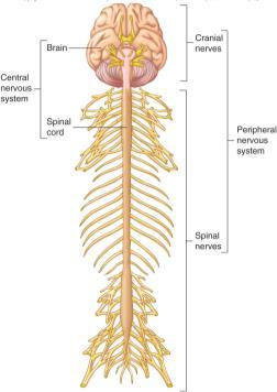 Plexus network of sensory input, motor output and integration outside of the CNS Figure 11.2 Levels of organization in the nervous system.