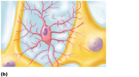 Neuron Microglial cell Microglial cells are defensive cells in the CNS. 1. Migrate toward injured neurons 2.