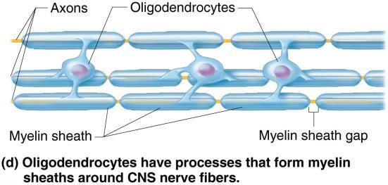 Form permeable barrier between CSF in cavities and tissue fluid bathing CNS cells Myelin sheath Process of oligodendrocyte Nerve
