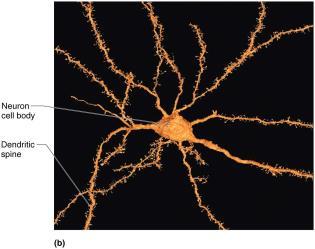 Structure of a Motor Neuron The Axon: Structure One axon per cell arising from axon hillock Cone-shaped area of cell body In some, axon short or absent, in others most of length of cell Long axons