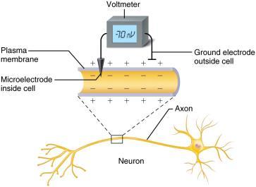 The Resting Membrane Potential Potential difference across membrane of resting cell Approximately 70 mv in neurons Actual voltage difference varies from -40 mv to -90 mv Membrane termed polarized
