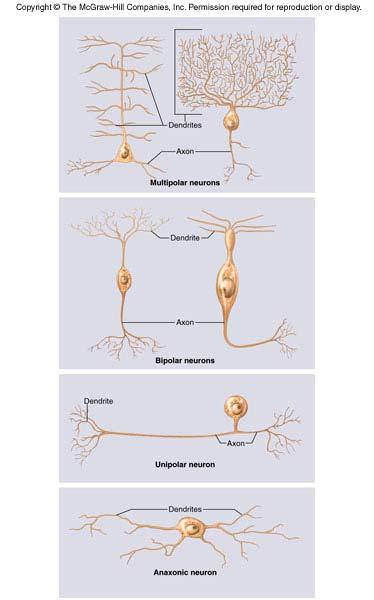 Variation in Neural Structure Multipolar neuron most common many dendrites/one axon Bipolar neuron one dendrite/one axon olfactory,