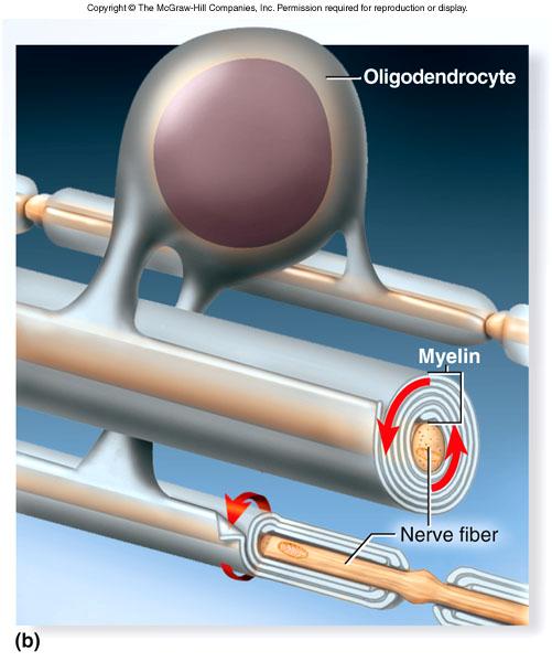 Myelination