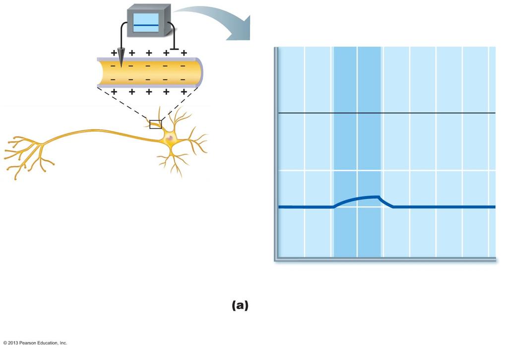Figure 11.9a Depolarization and hyperpolarization of the membrane. How does this happen?