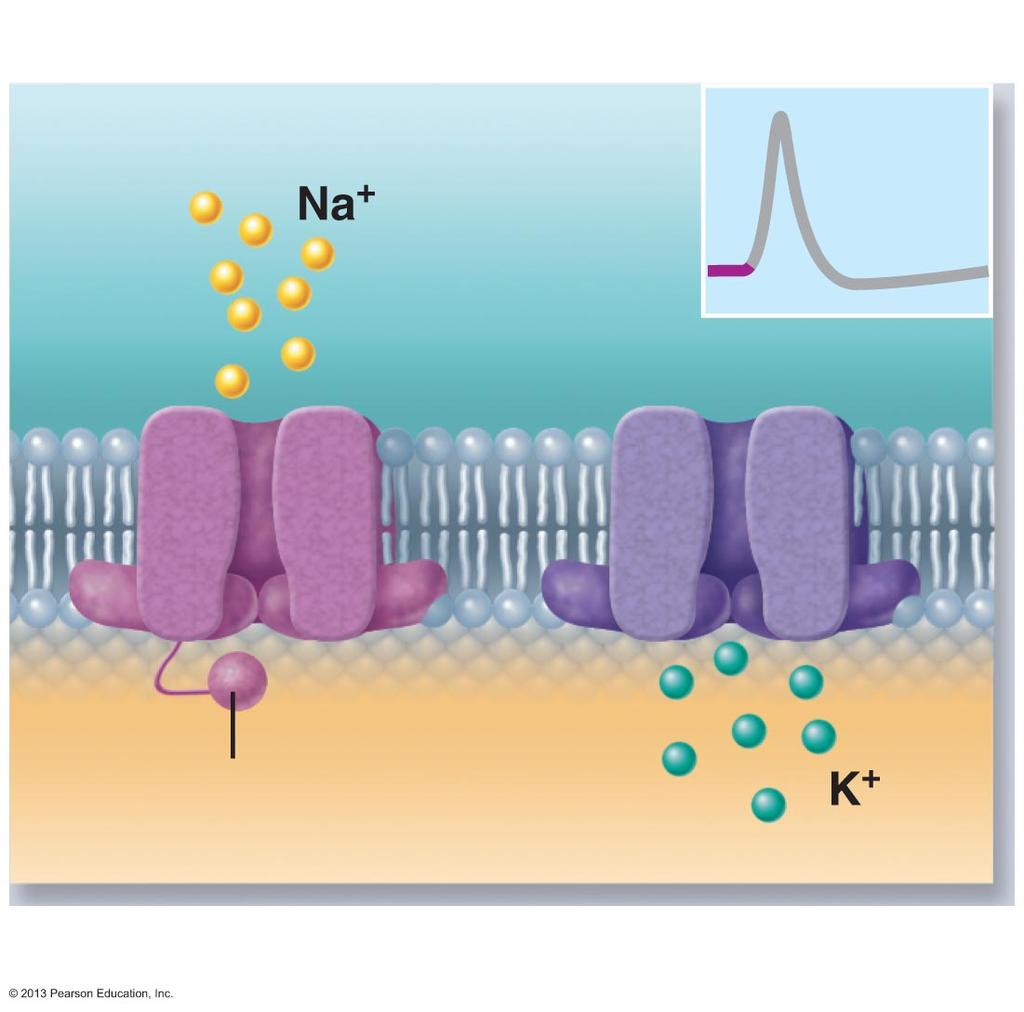 The events Sodium channel Potassium channel Inactivation gate