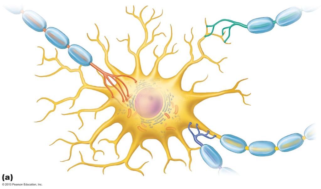 Figure 11.16a Synapses.