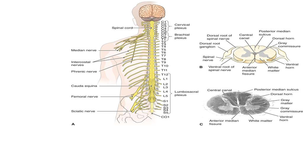 The Spinal Nerves (cont.) Figure 9-11 Spinal cord and spinal nerves.