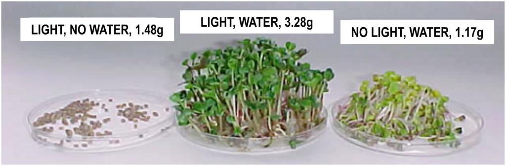 6. Three batches of radish seeds, each with a starting weight of 1.5g (dry) were placed in Petri dishes and provided only with light or water or both, as shown in the photo.