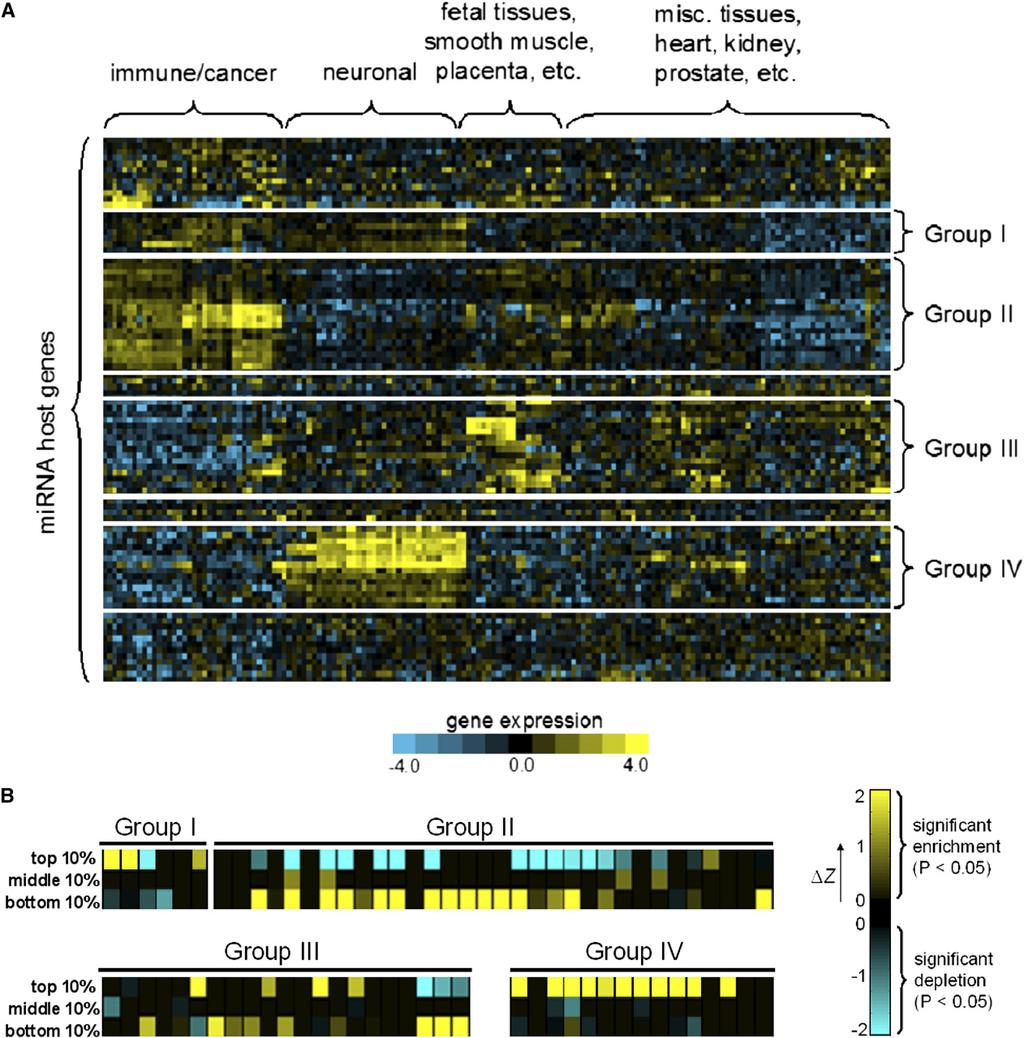 Figure 2. Targeting Bias Analysis of Human Embedded mirnas (A) The expression profiles of human embedded mirna host genes in the Novartis atlas.
