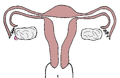 Fertilization (conception): a sperm entering an ovum. Follicle-stimulating Hormone (FHS): a substance which brings to life a few of the ovum in one of the ovaries.