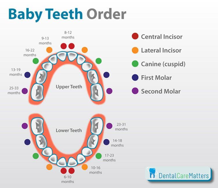 - Beginning from the midline, teeth are central, lateral, canine, first molar and second molar.