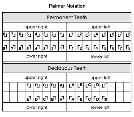 This notation is the one we still use. 1) Universal numbering system: mostly used in USA. Each tooth has its own number in permanent teeth or letter in primary teeth.