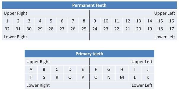 Then each tooth is given its own number plus the quadrant number.