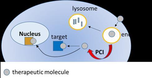 1 PCI TECHNOLOGY fimachem mode of action Cancer cell Chemotherapeutics