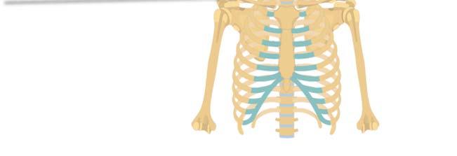 5. Label different parts pectoral girdle (upper skeleton). 1. Skull 2. pectoral/ shoulder girdle 3. Sternum 4. Humerus 6.
