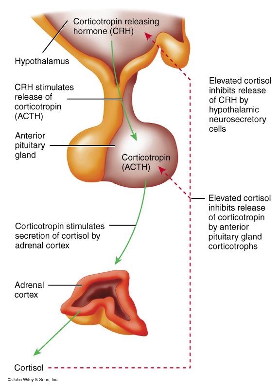 Anterior Pituitary or Adenohypophysis Corticotrophs Adrenocorticotropic hormone (ACTH) Hypothalamic Control Corticotropic releasing hormone (CRH) Target Tissue Adrenal cortex, Zona Fasciculata