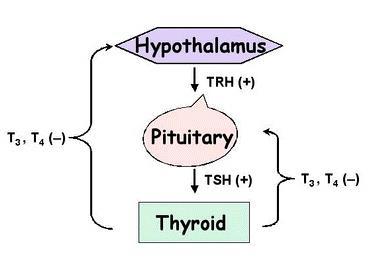 Pituitary Hormones - TSH (Thyroid-stimulating hormone) stimulates the thyroid gland to produce hormones Posterior Lobe Function: - ADH (Anti-diuretic hormone)