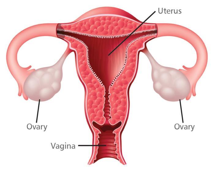 Reproductive Hormones Two area of production adrenals and gonads Ovaries: Two functions 1. Produce eggs to be fertilized 2.