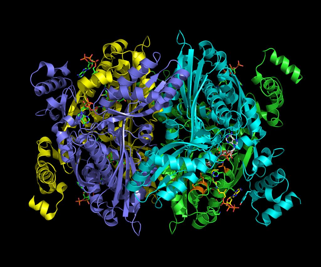 HMG-CoA-reductase forms a homotetramer and utilizes NADPH and CoA