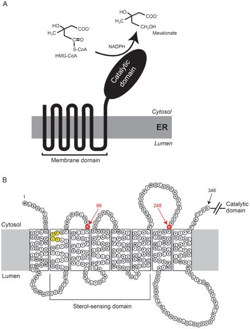 cytoplasmic catalytic domain and a membrane sterol sensing domain