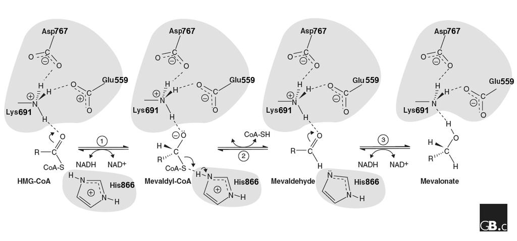 NADPH reduces HMG carbon. 2.