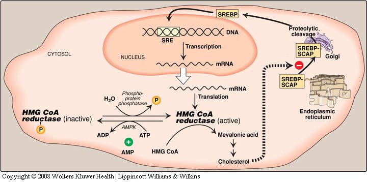 Fine control of cholesterol homeostasis Inhibitory phosphorylation of HMG-CoA-r at SER872 (e.g.